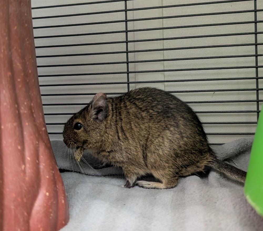 Enlarge Kiki & Kabob, a ADOPTABLE Degu in Coquitlam, BC image 4/6