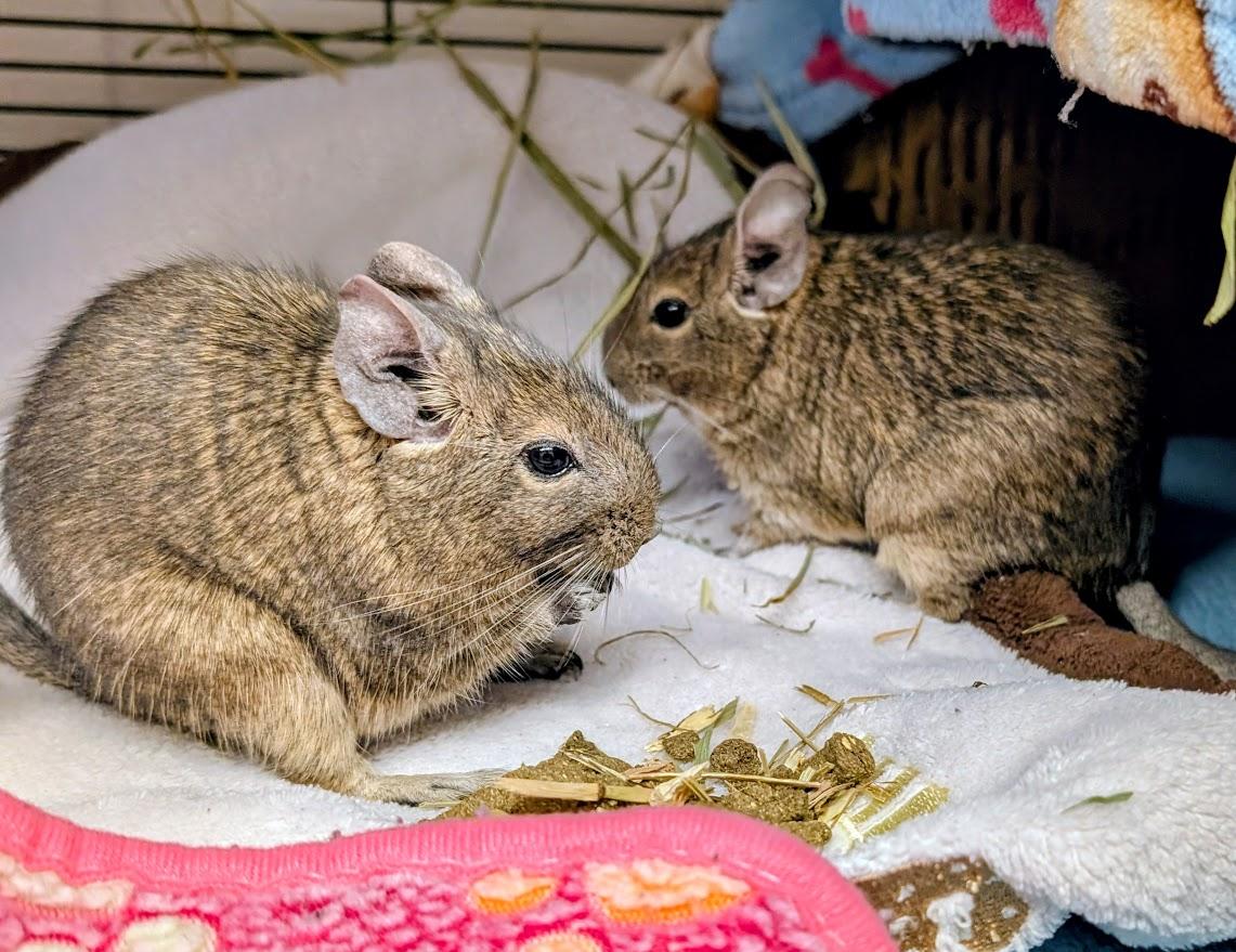 Kiki & Kabob, ADOPTABLE, Senior Female Degu.
