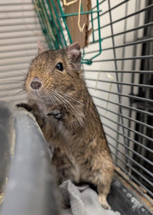 Enlarge Kiki & Kabob, a ADOPTABLE Degu in Coquitlam, BC image 5/6