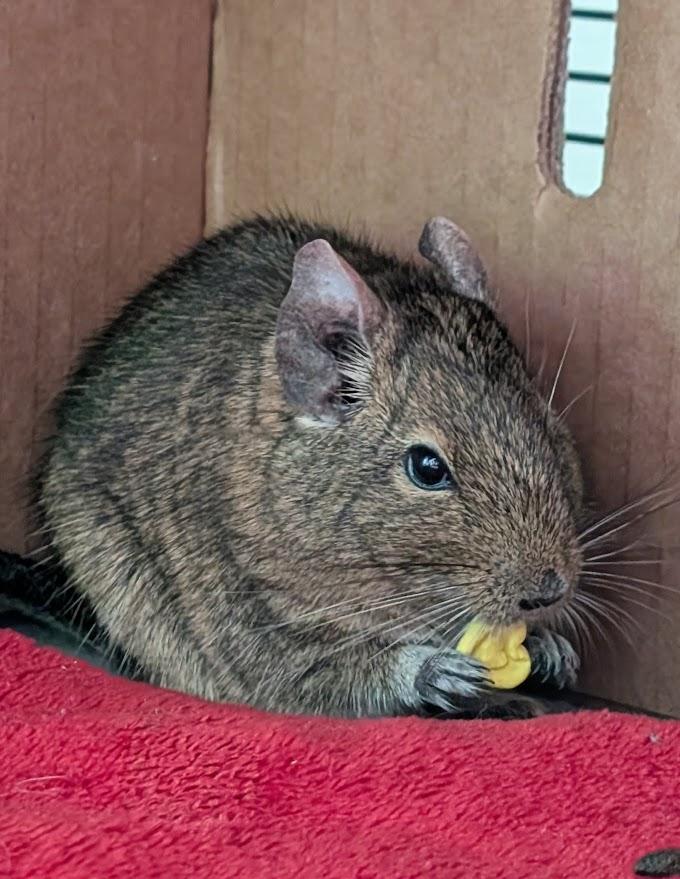 Kiki & Kabob, ADOPTABLE, Senior Female Degu.