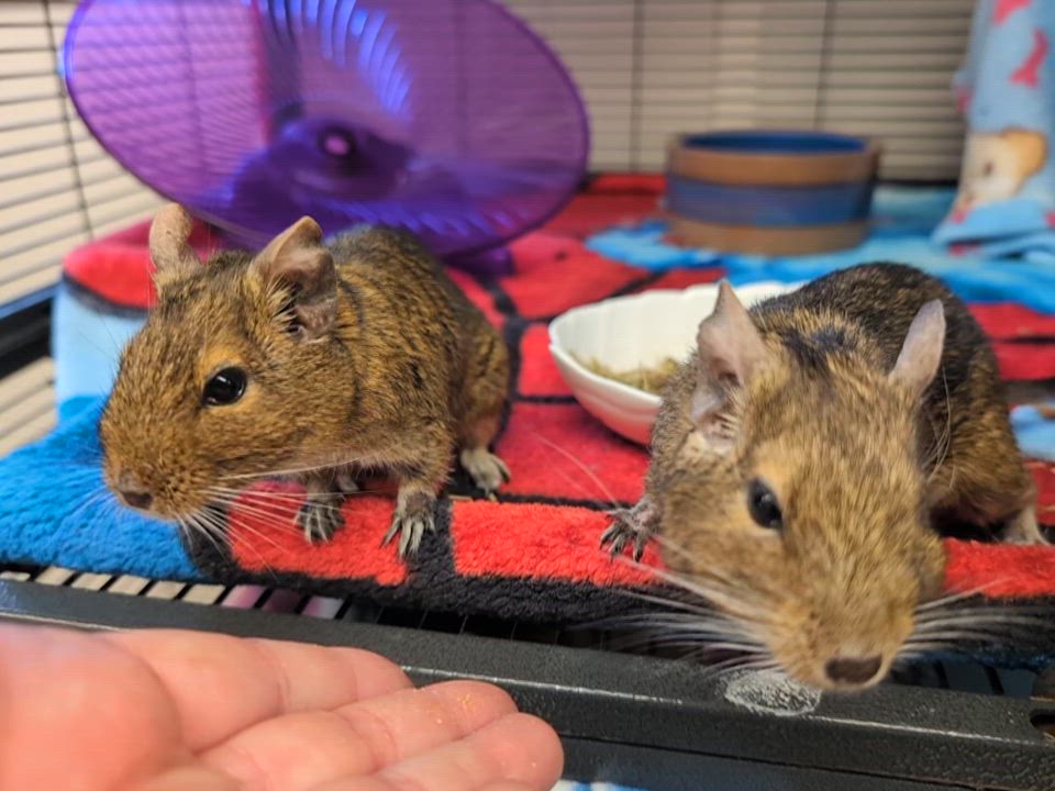 Enlarge Kiki & Kabob, a ADOPTABLE Degu in Coquitlam, BC video 6/6
