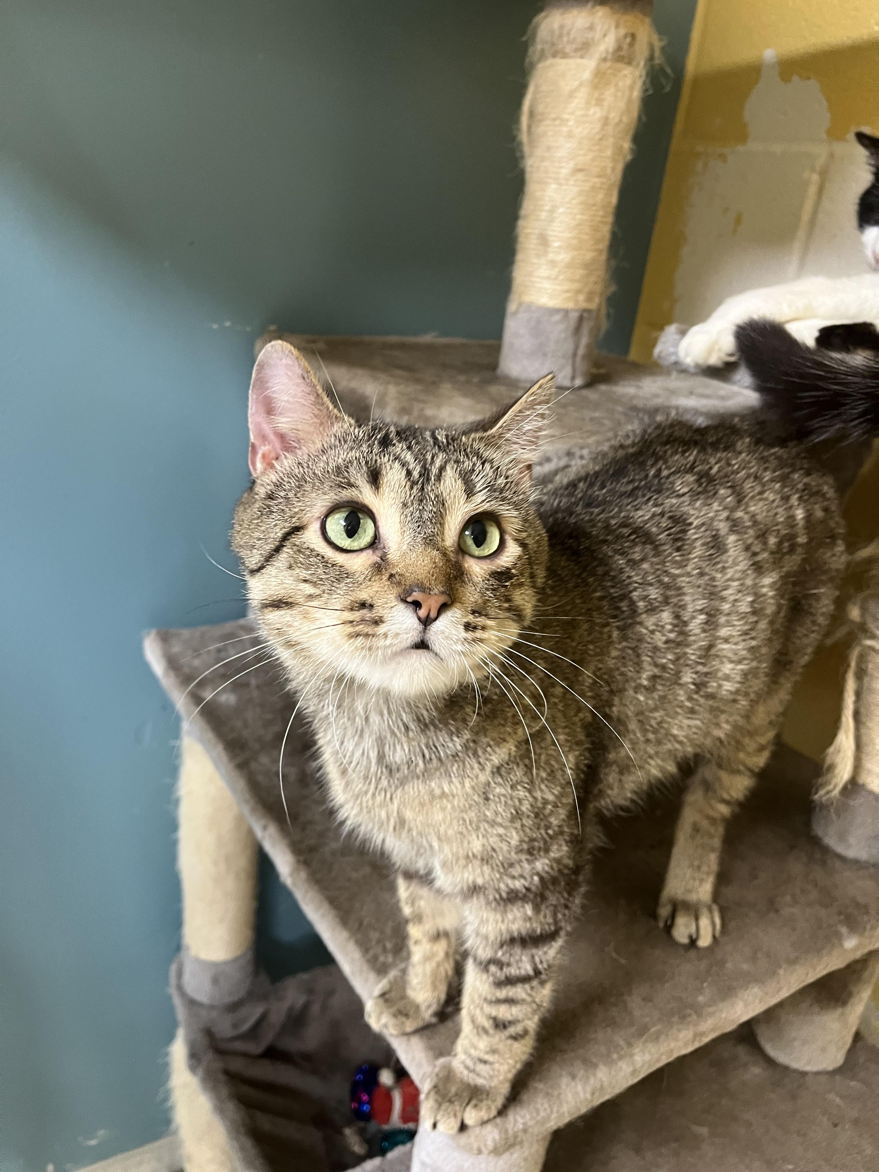 Karvey Krav thumbnail 2