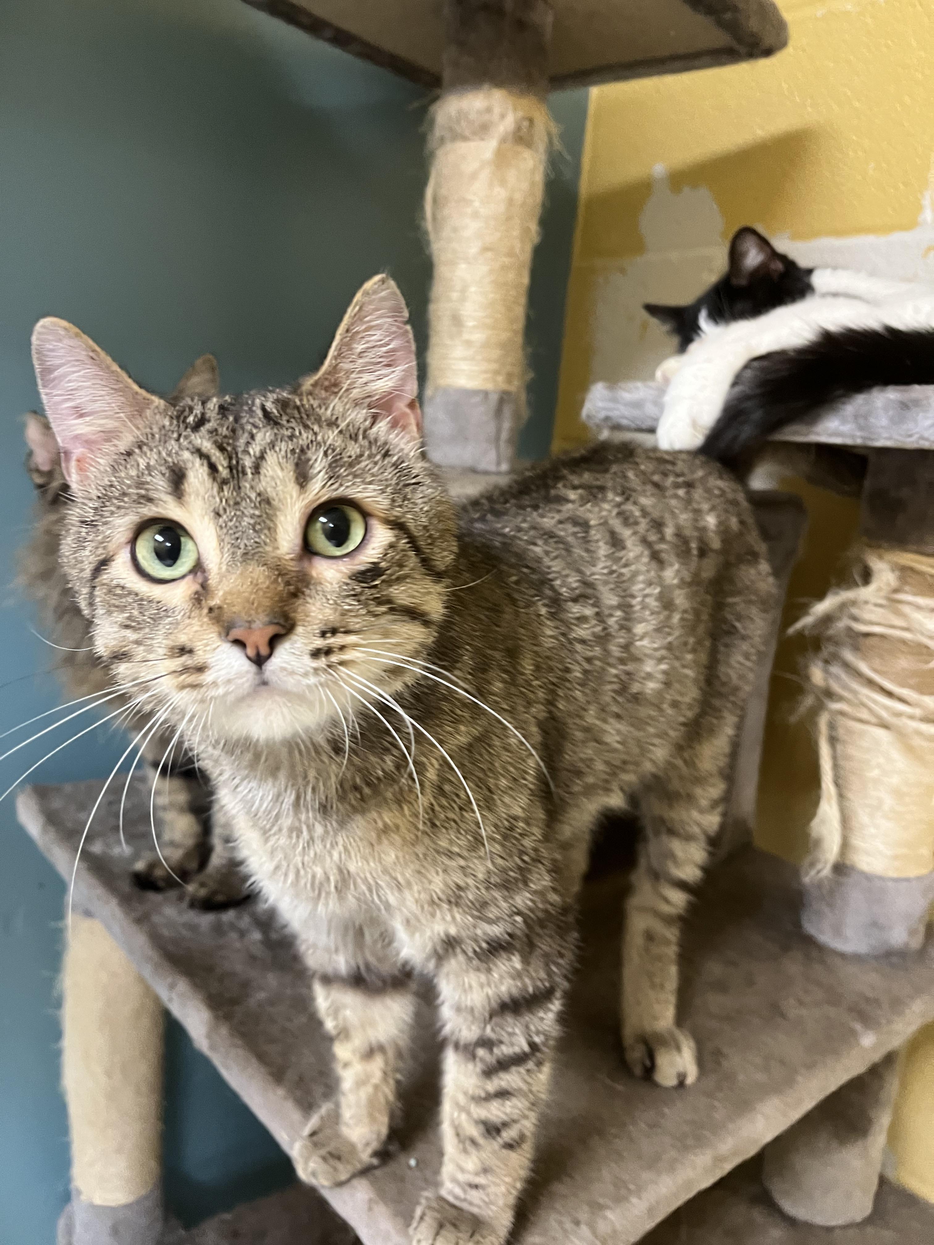 Karvey Krav thumbnail 4