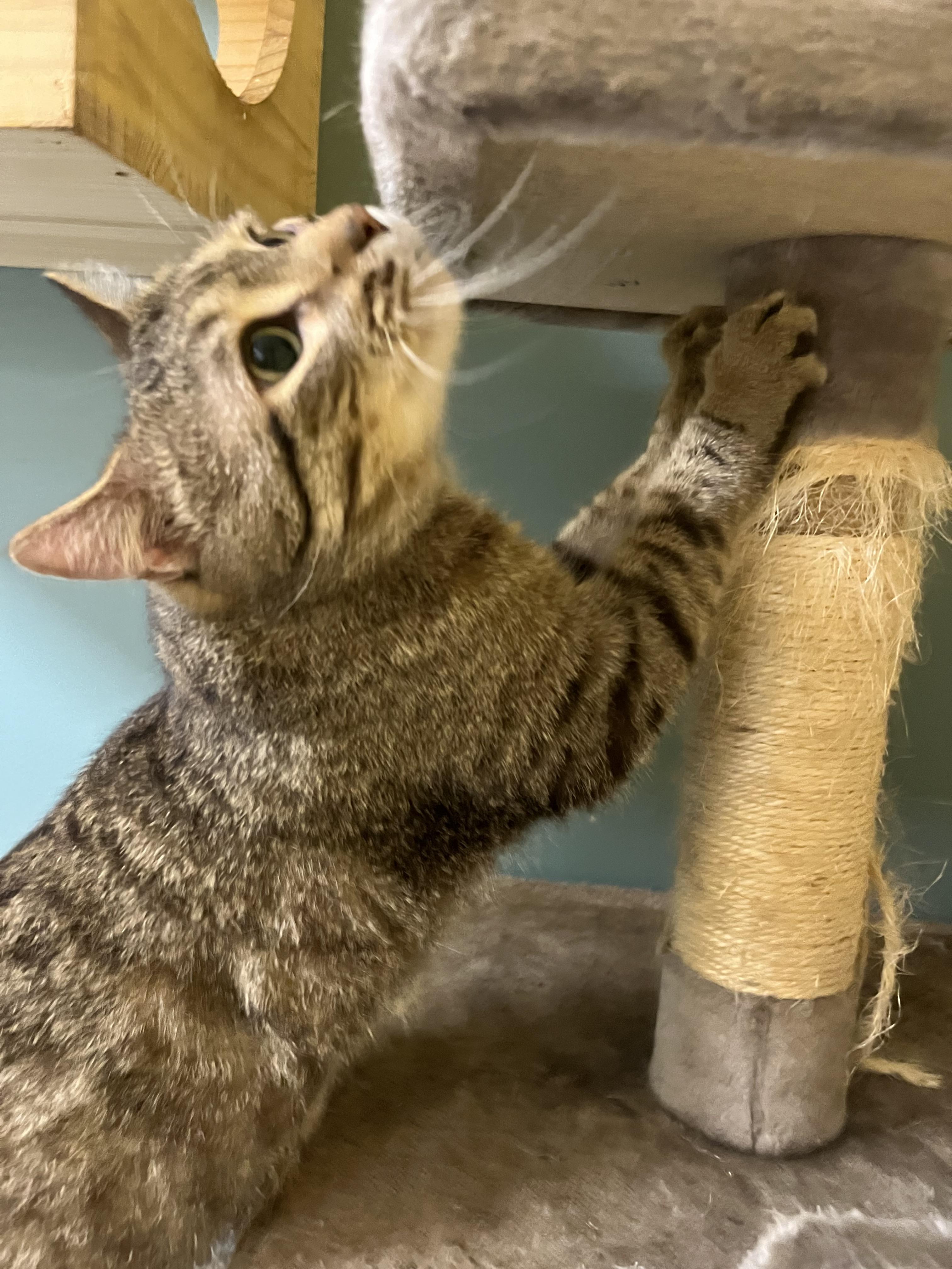 Karvey Krav thumbnail 5