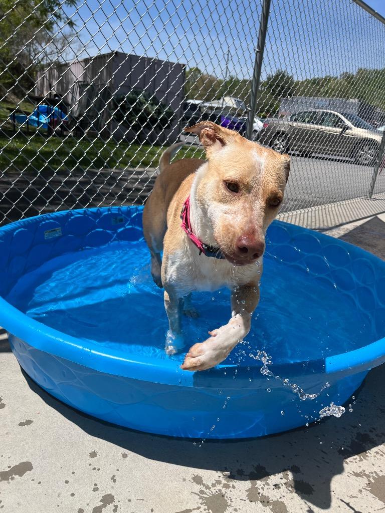 Happy, Adoptable, Adult Female Australian Cattle Dog / Blue Heeler.