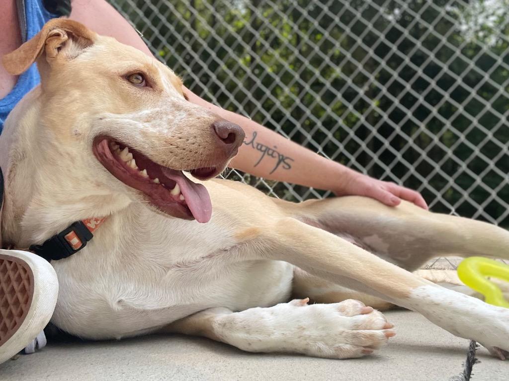 Enlarge Happy, a Adoptable Australian Cattle Dog / Blue Heeler in Blountville, TN image 1/6