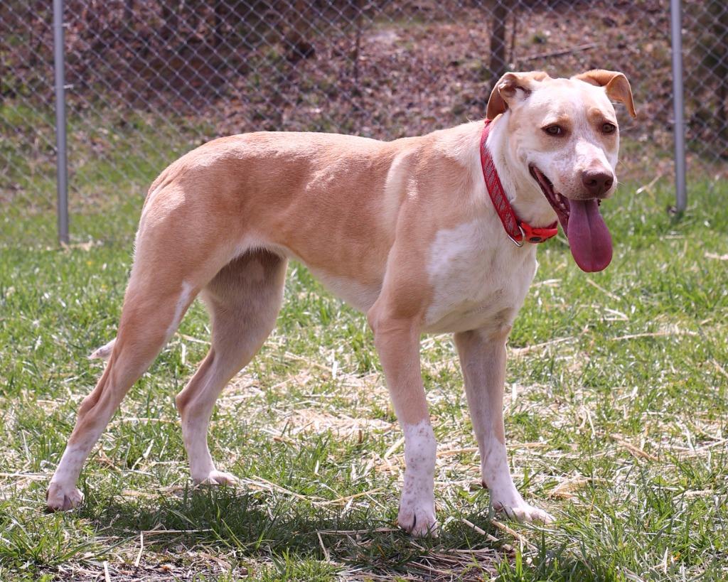 Enlarge Happy, a Adoptable Australian Cattle Dog / Blue Heeler in Blountville, TN image 3/6