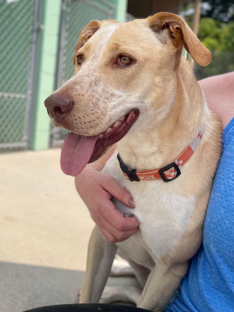 Enlarge Happy, a Adoptable Australian Cattle Dog / Blue Heeler in Blountville, TN image 3/6