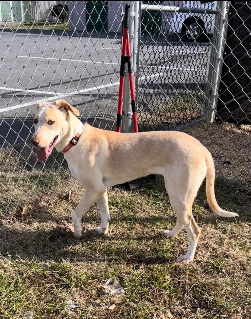 Enlarge Happy, a Adoptable Australian Cattle Dog / Blue Heeler in Blountville, TN image 3/6
