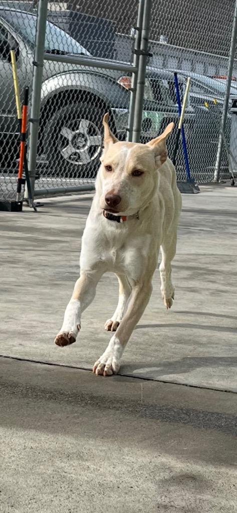 Enlarge Happy, a Adoptable Australian Cattle Dog / Blue Heeler in Blountville, TN image 4/6