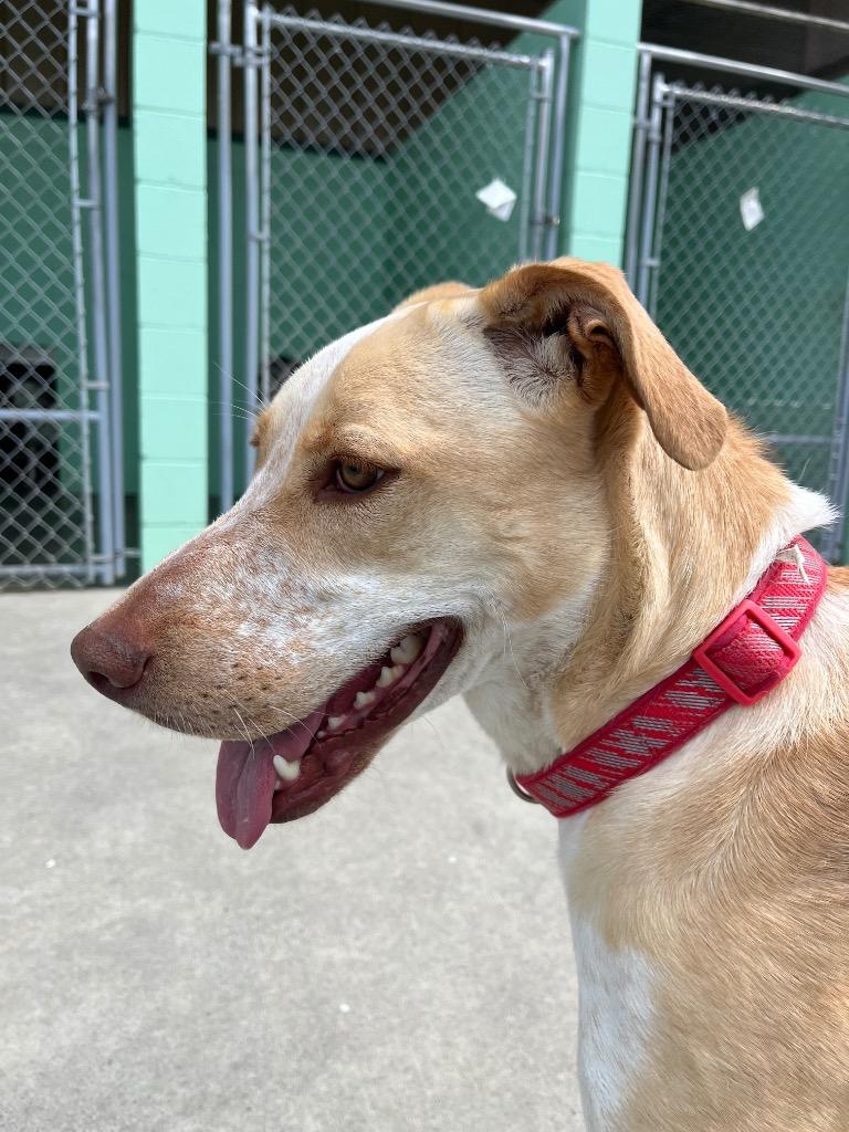 Enlarge Happy, a Adoptable Australian Cattle Dog / Blue Heeler in Blountville, TN image 5/6