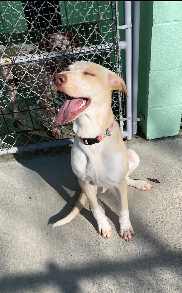 Enlarge Happy, a Adoptable Australian Cattle Dog / Blue Heeler in Blountville, TN image 5/6