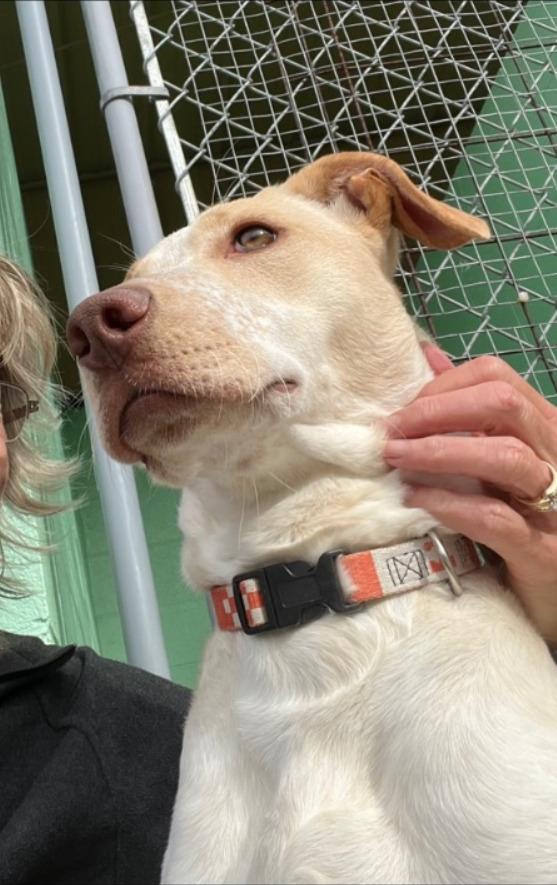 Enlarge Happy, a Adoptable Australian Cattle Dog / Blue Heeler in Blountville, TN image 5/6