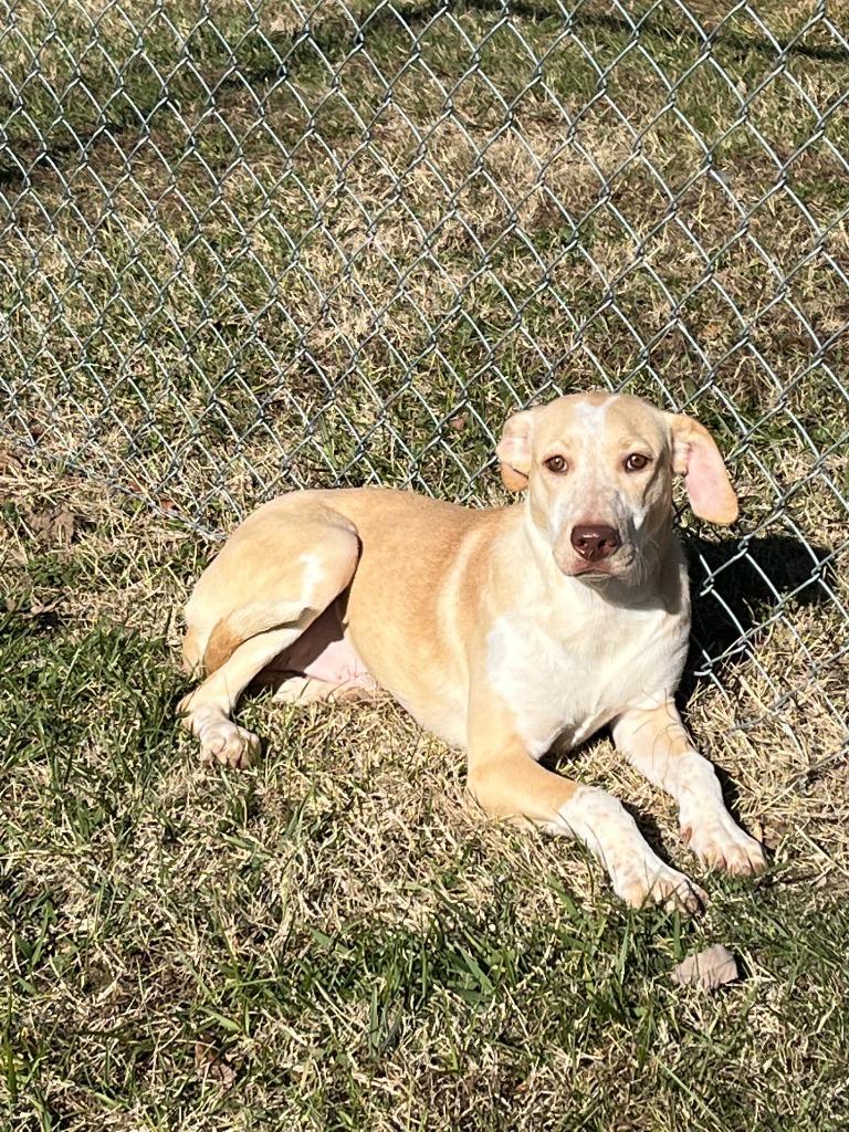 Enlarge Happy, a Adoptable Australian Cattle Dog / Blue Heeler in Blountville, TN image 6/6