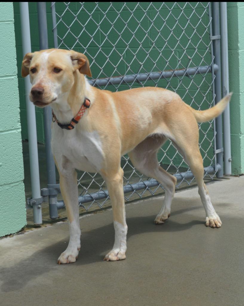 Enlarge Happy, a Adoptable Australian Cattle Dog / Blue Heeler in Blountville, TN image 6/6