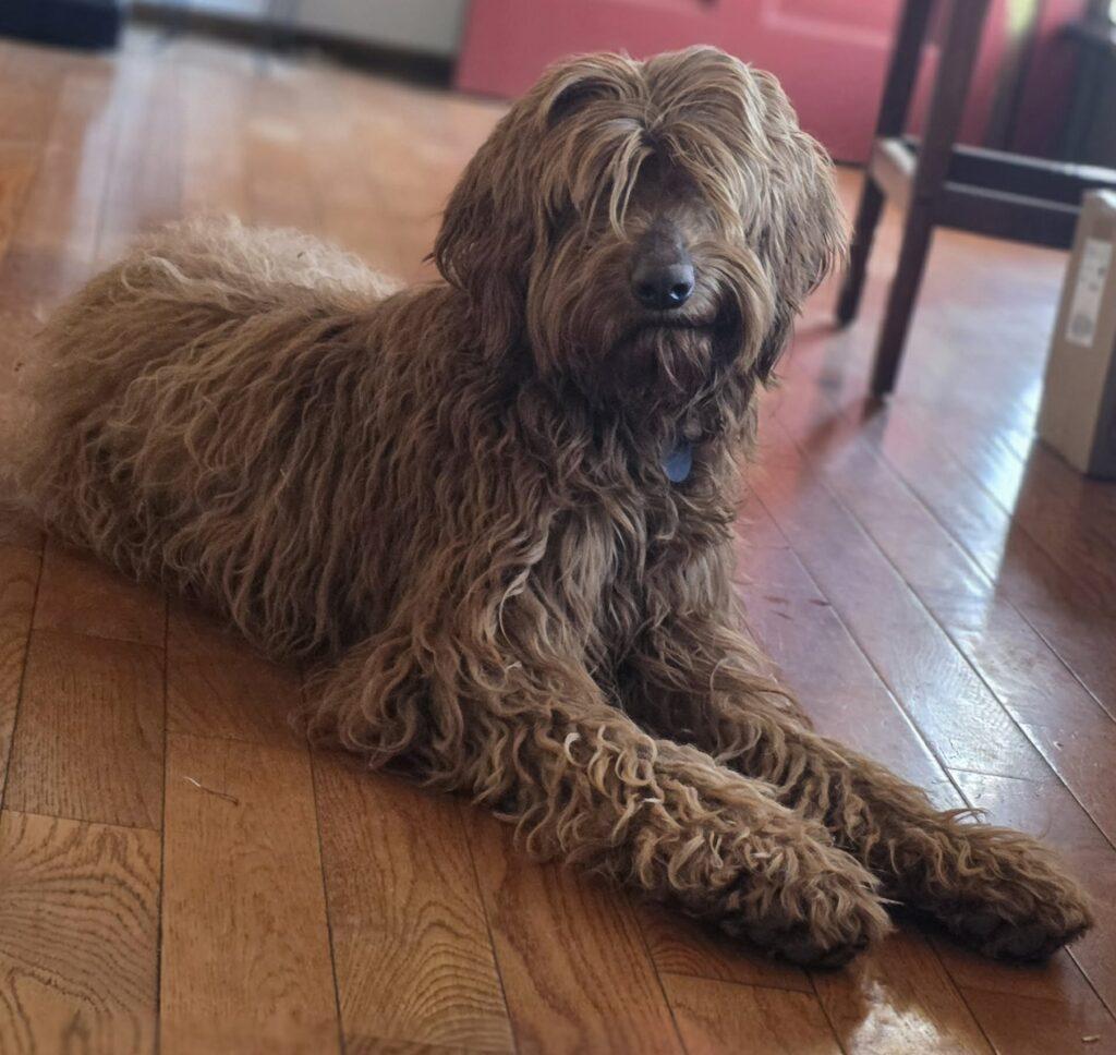 Enlarge Bella, an adopted Labradoodle in Red Hook, NY image 2/3