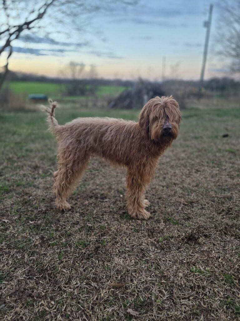 Enlarge Bella, an adopted Labradoodle in Red Hook, NY image 3/3