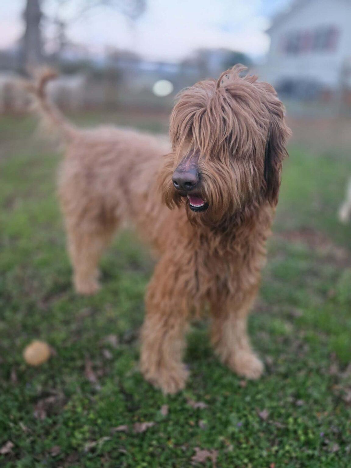 Enlarge Bella, an adopted Labradoodle in Red Hook, NY image 1/3