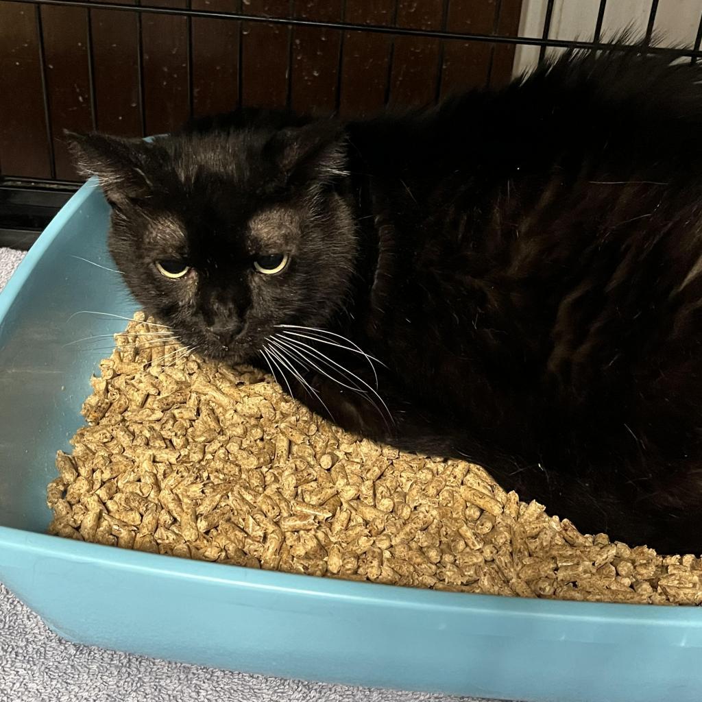 Midnight thumbnail 2