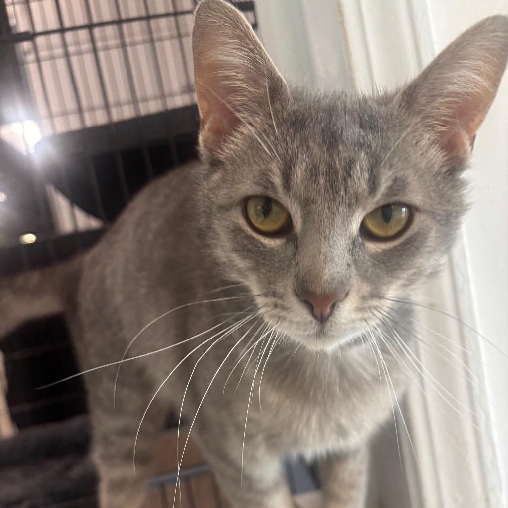 Ripley 11C26, Adoptable, Young Male Domestic Short Hair & Domestic Short Hair.