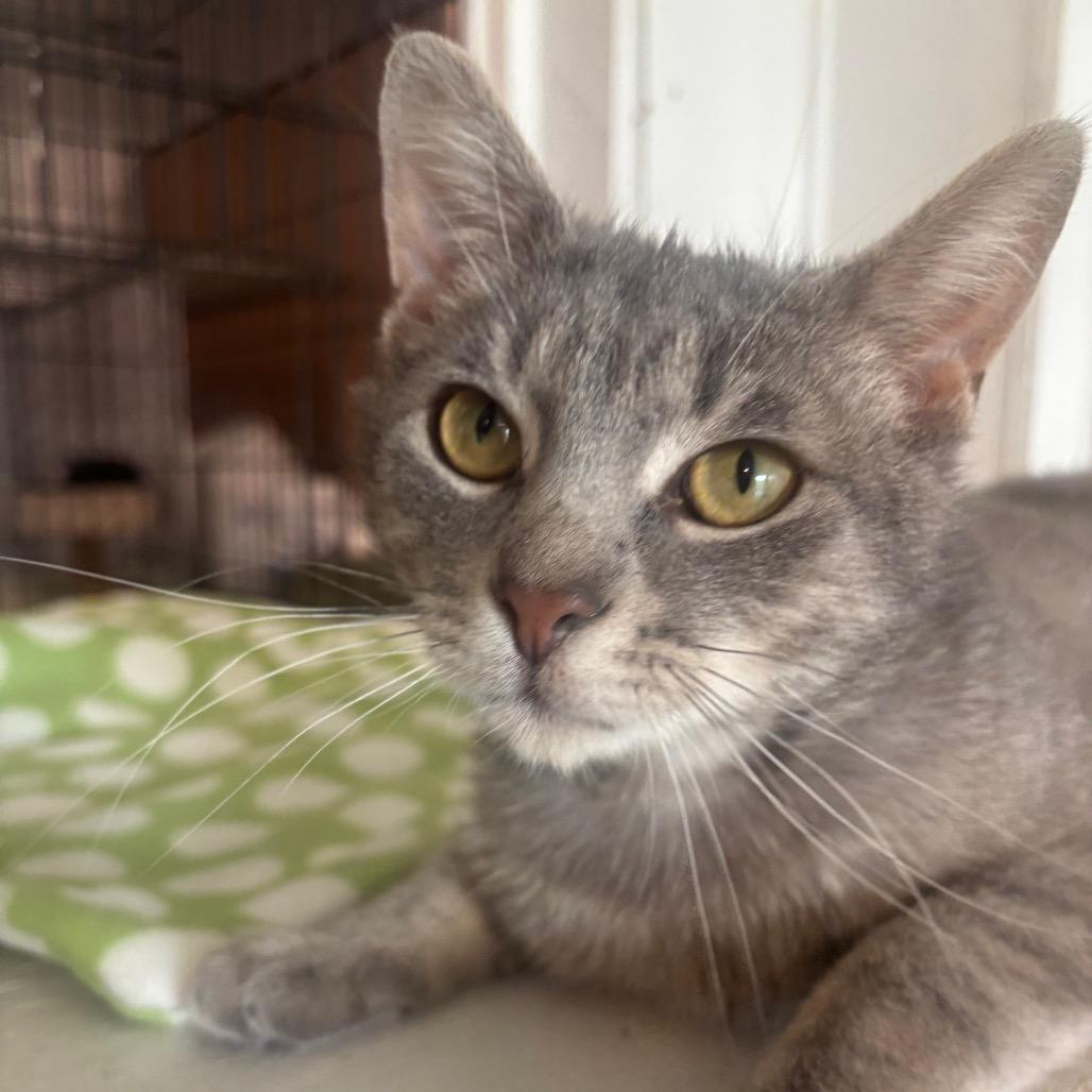 Ripley 11C26, a Adoptable mixed breed in Napoleon, OH image 2/6