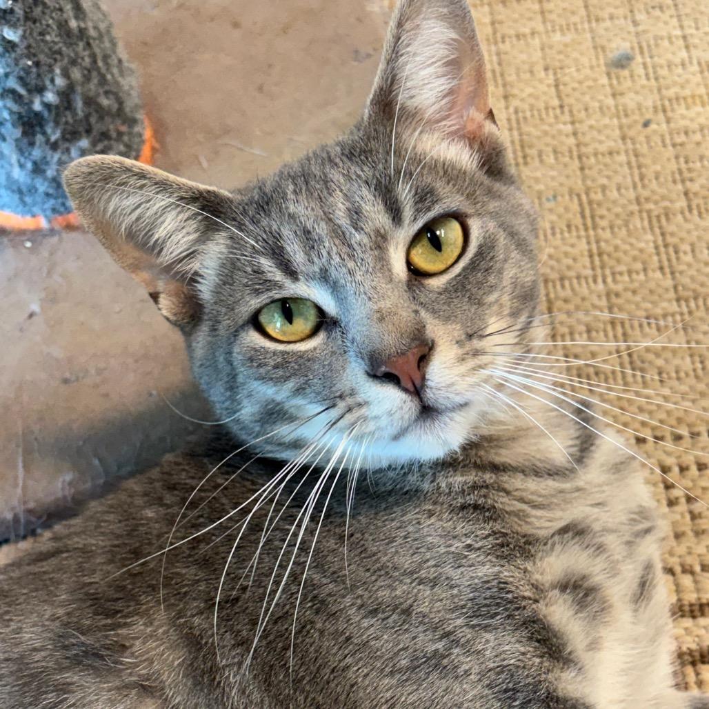 Ripley 11C26, a Adoptable mixed breed in Napoleon, OH image 2/6