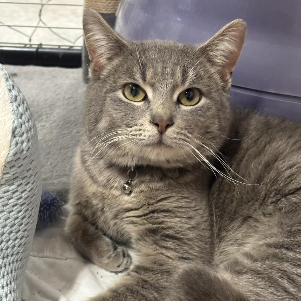 Ripley 11C26, a Adoptable mixed breed in Napoleon, OH image 3/6