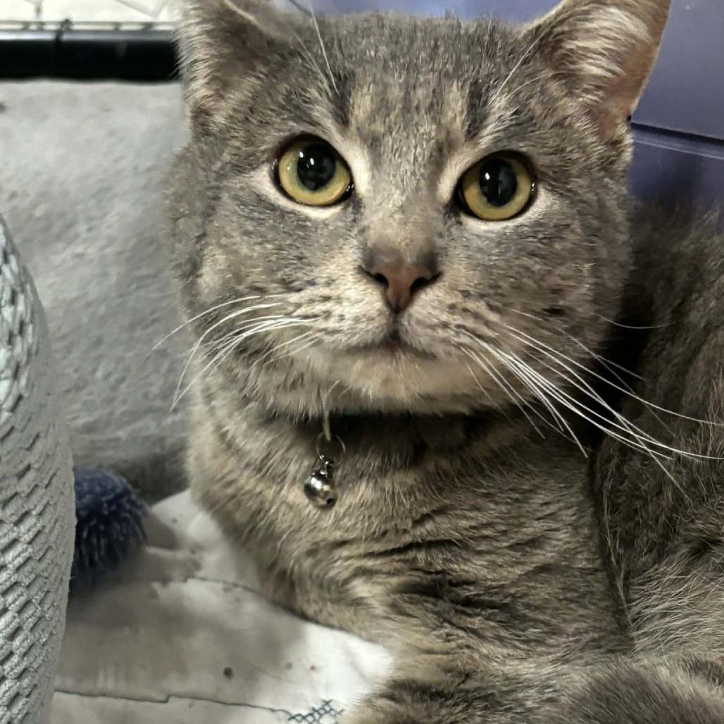 Ripley 11C26, a Adoptable mixed breed in Napoleon, OH image 4/6