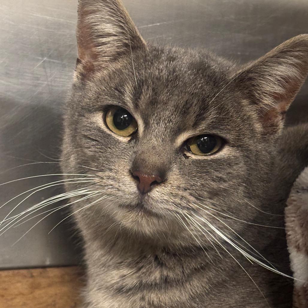 Ripley 11C26, a Adoptable mixed breed in Napoleon, OH image 5/6