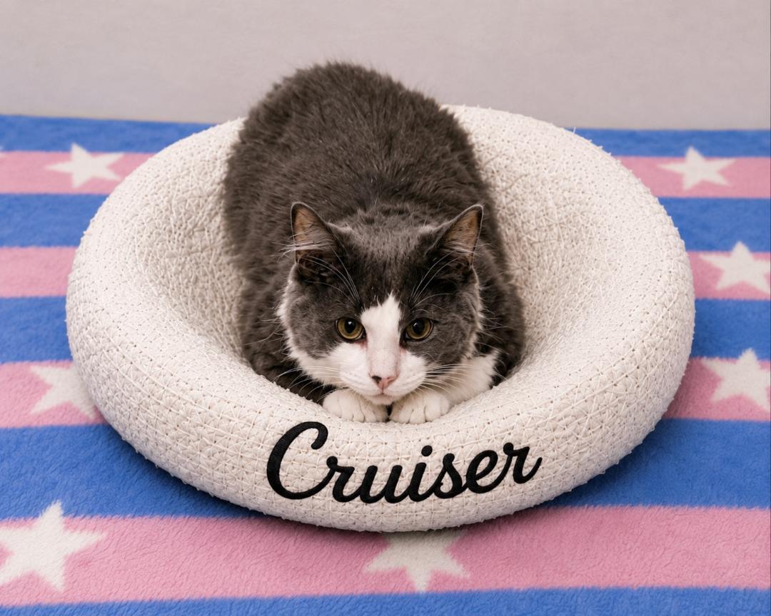 Enlarge Cruiser, a Adoptable Domestic Long Hair in Naugatuck, CT image 1/1