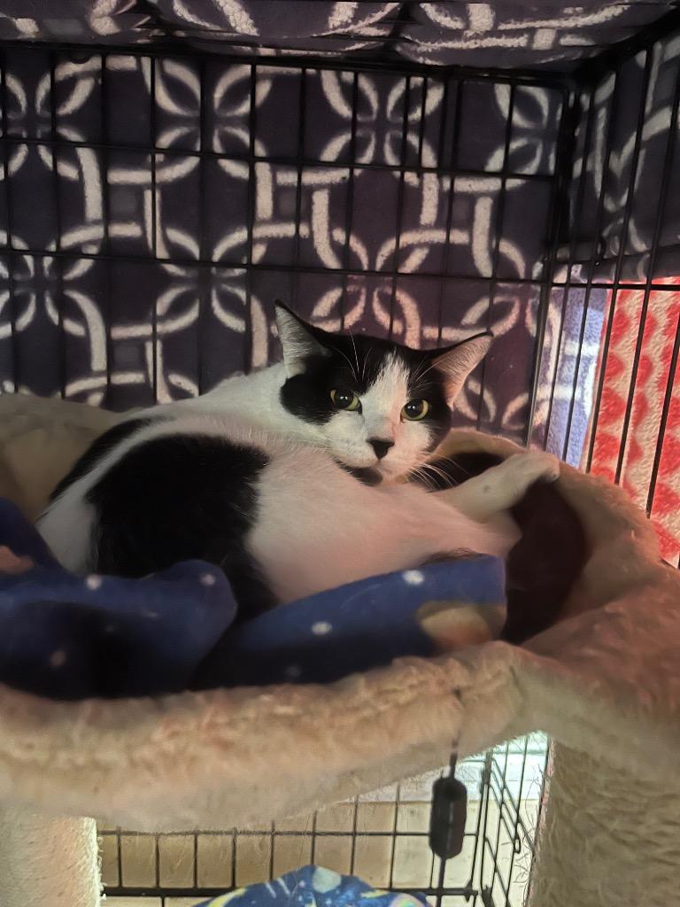 Brin K, Adoptable, Adult Female Domestic Short Hair.