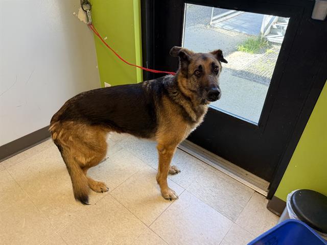 Enlarge KHALEESI, a Adoptable German Shepherd Dog in Kent, WA image 1/1