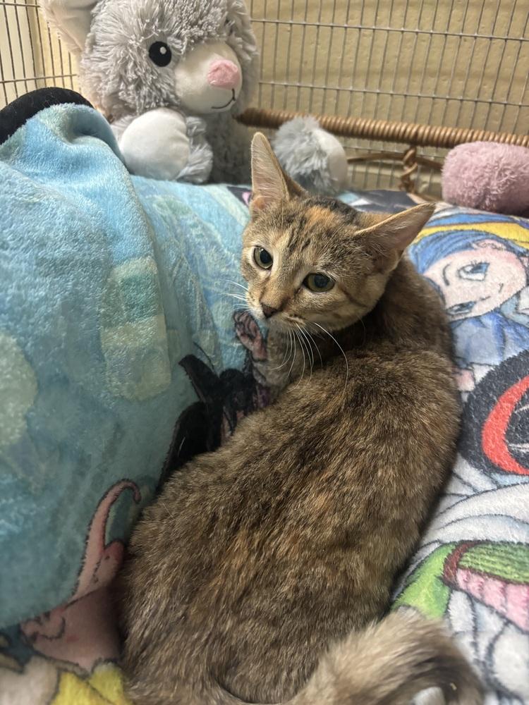 Enlarge Spira, a Adoptable mixed breed in Kalamazoo, MI image 1/1