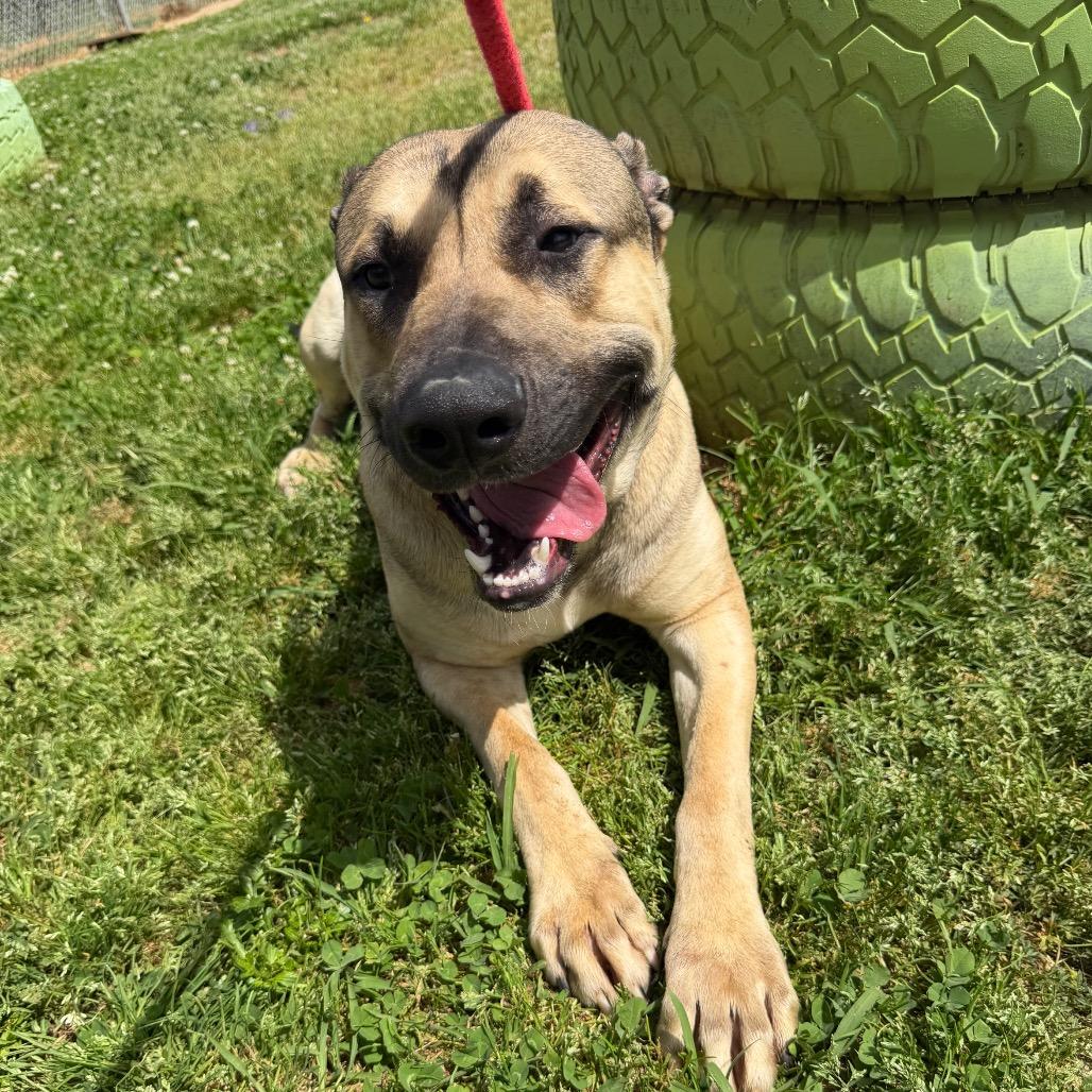 Spiderman, Adoptable, Adult Male Mixed Breed.