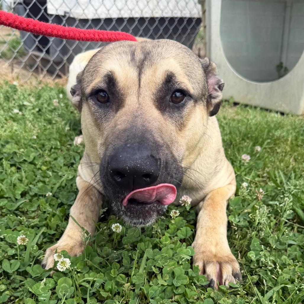 Spiderman, a Adoptable Mixed Breed in Columbiana, AL image 2/6