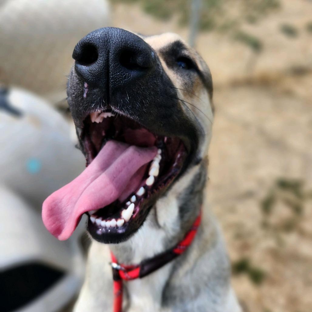 Spiderman, a Adoptable Mixed Breed in Columbiana, AL image 3/6