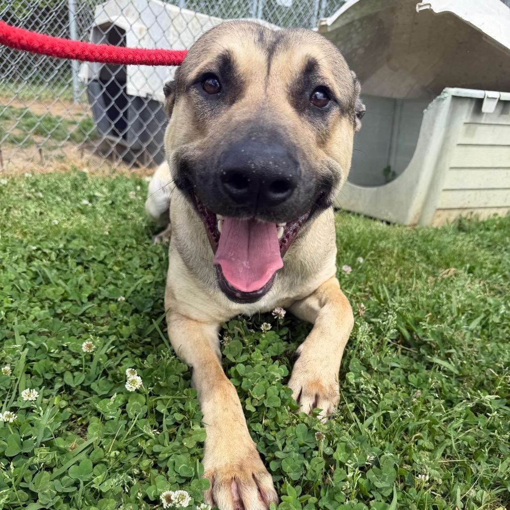 Spiderman, a Adoptable Mixed Breed in Columbiana, AL image 4/6