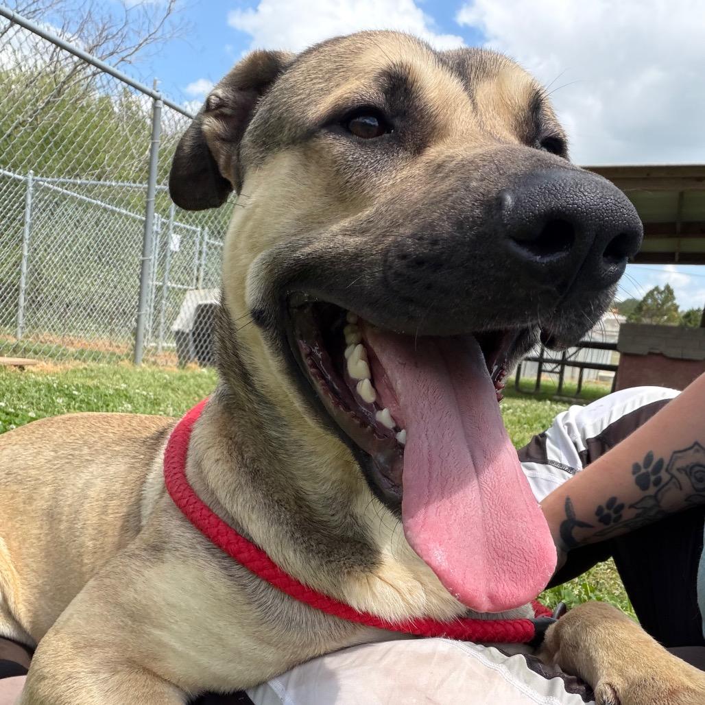 Spiderman, a Adoptable Mixed Breed in Columbiana, AL image 5/6