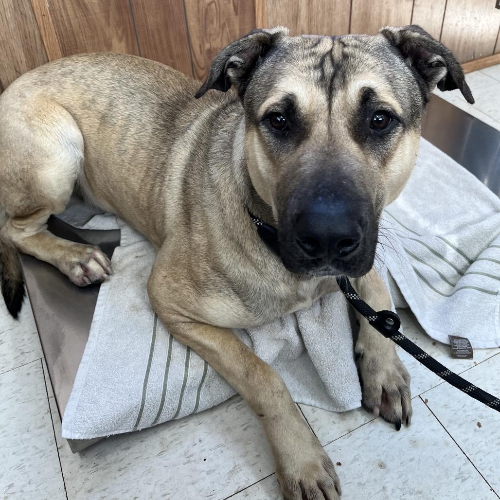 Spiderman, a Adoptable Mixed Breed in Columbiana, AL image 6/6