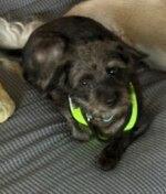 Enlarge crackel, a Adoptable mixed breed in Rolling Meadows, IL image 1/1