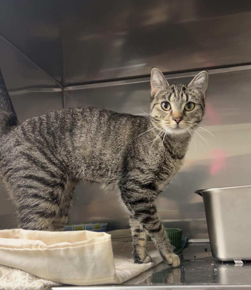 Birch, Adoptable, Young Female Domestic Short Hair & Tabby.