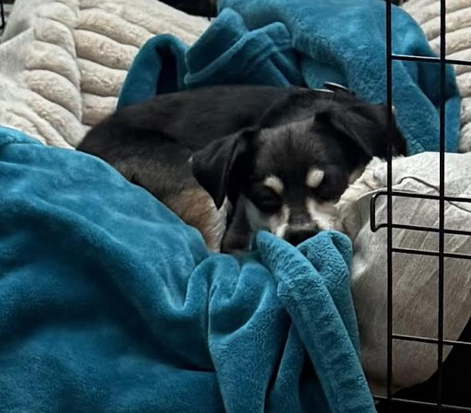 Enlarge Jango, a Adoptable mixed breed in Cumming, GA image 3/4