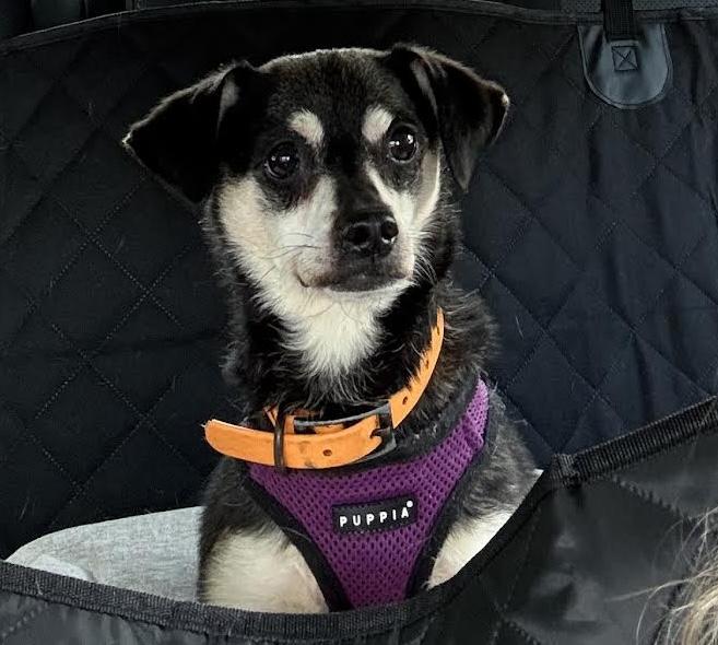 Enlarge Jango, a Adoptable mixed breed in Cumming, GA image 1/4