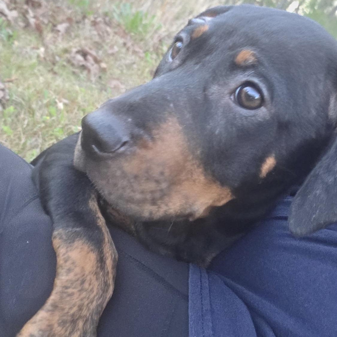 Enlarge Rosie, a Adoptable mixed breed in Johnston, RI image 4/6