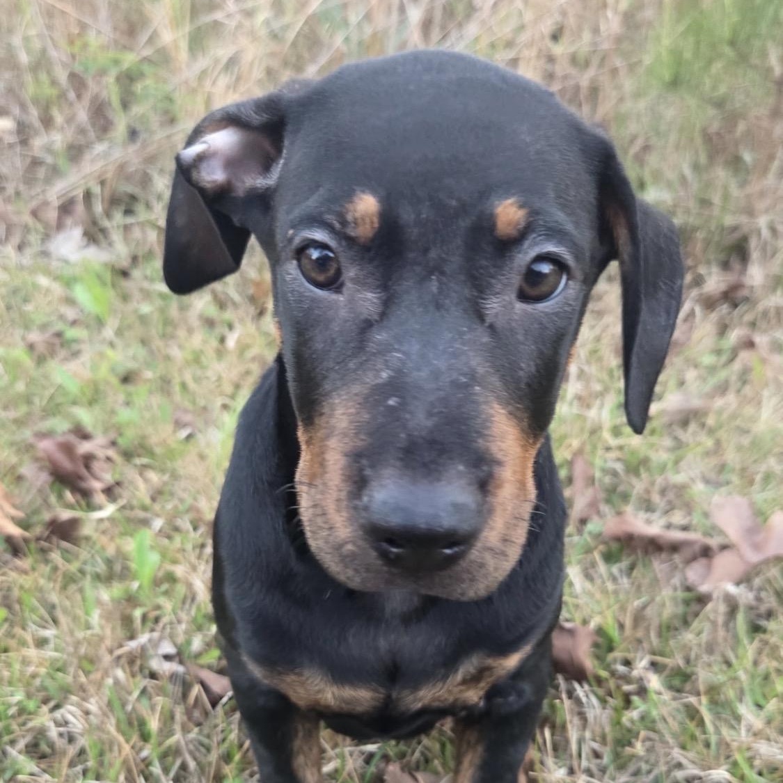 Enlarge Rosie, a Adoptable mixed breed in Johnston, RI image 5/6