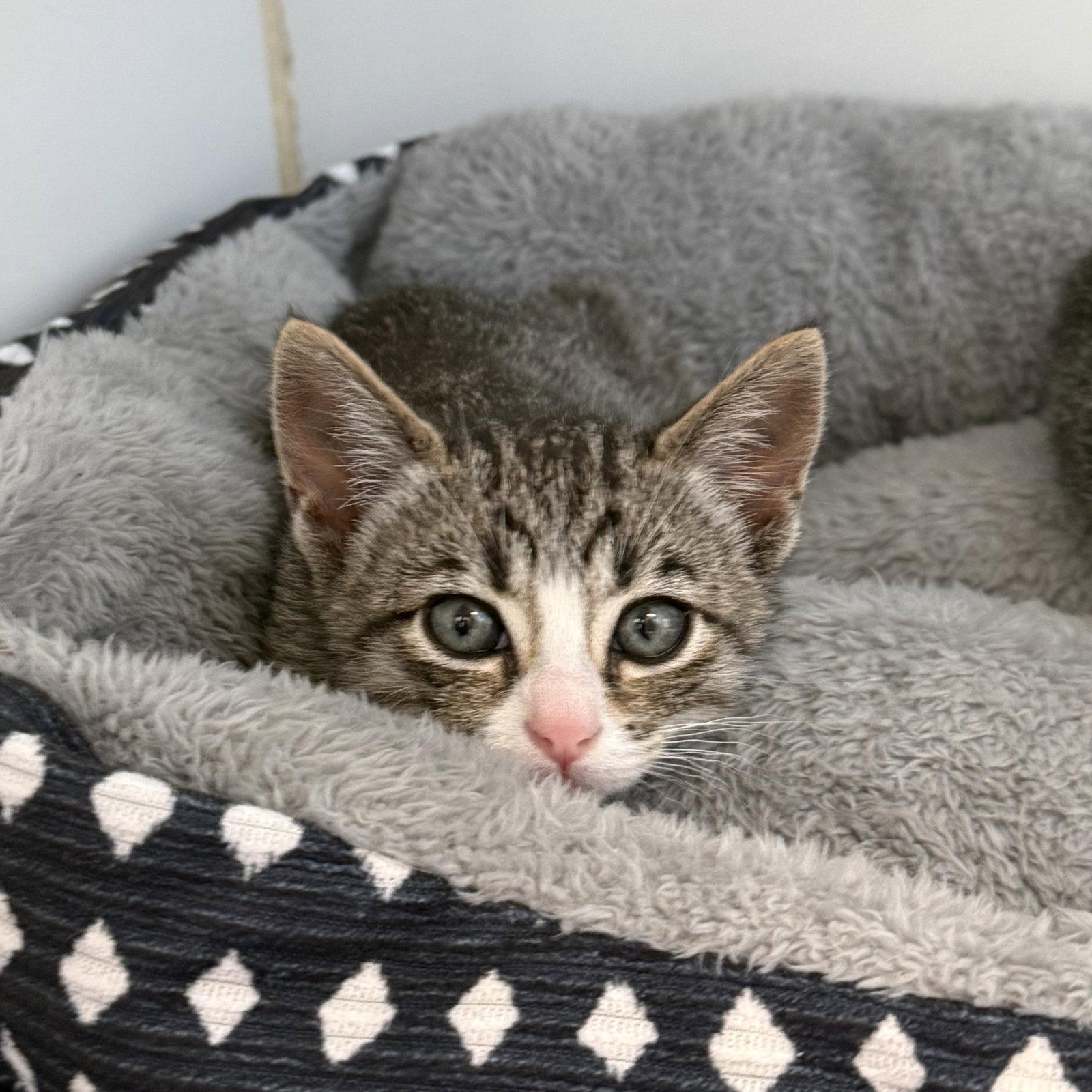 Enlarge Gold (bonded w/ Booster), a Adopted Domestic Short Hair in Oakland, CA image 1/1