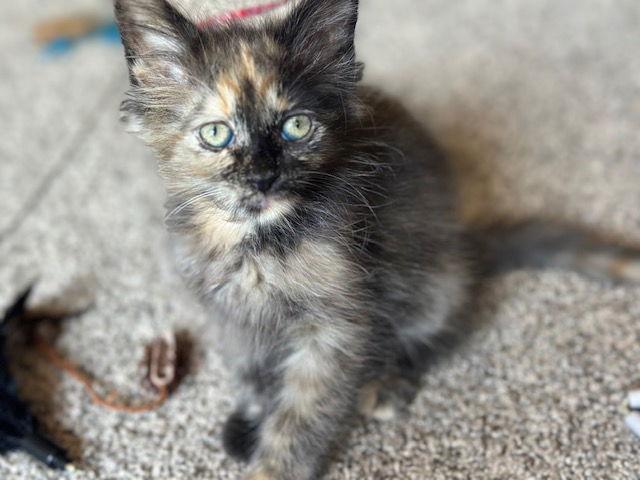 Enlarge Panini C4687 - ADOPTION BEING FINALIZED, a Adoptable Domestic Short Hair in minneapolis, MN image 1/3