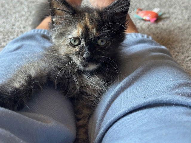 Enlarge Panini C4687 - ADOPTION BEING FINALIZED, a Adoptable Domestic Short Hair in minneapolis, MN image 2/3