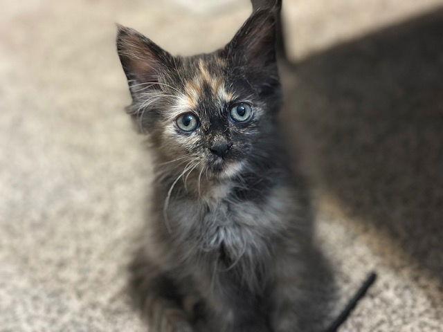 Enlarge Panini C4687 - ADOPTION BEING FINALIZED, a Adoptable Domestic Short Hair in minneapolis, MN image 3/3