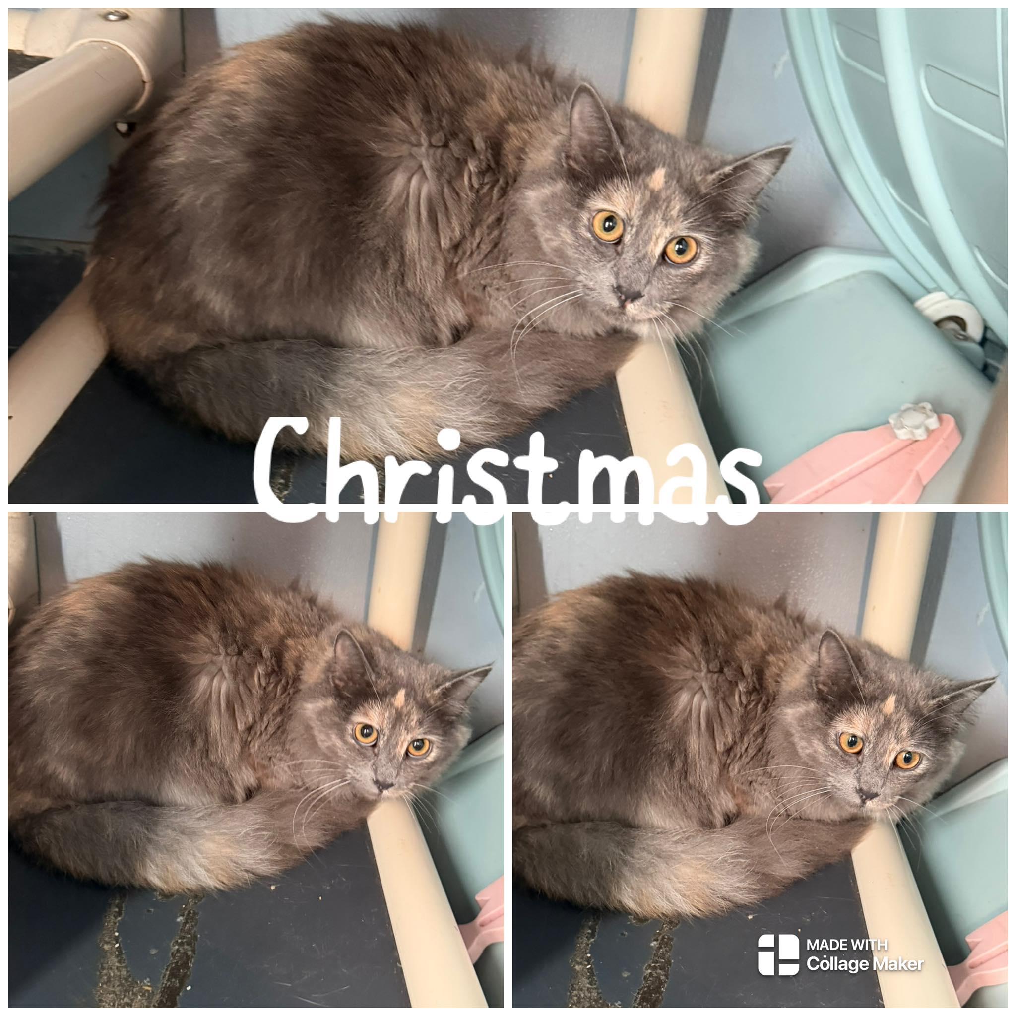 Enlarge Christmas, a ADOPTABLE Domestic Long Hair in Saint James, MO image 1/1